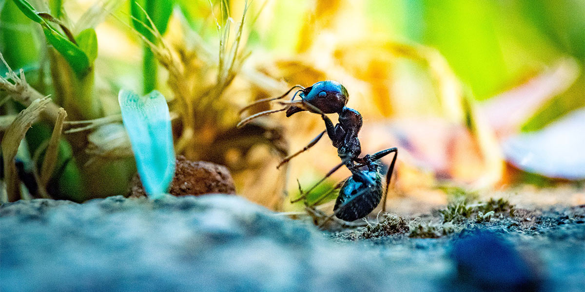 Squashing Ants: Why Chinese Regulators Were Right to Halt the Ant Financial IPO